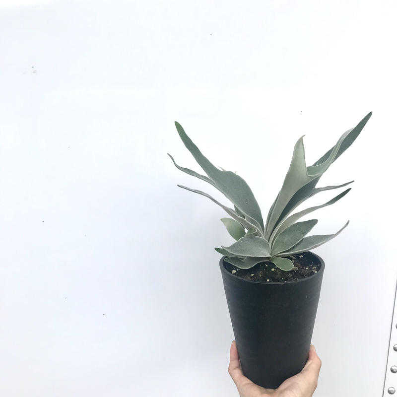 プラティケリウム ビーチー ビカクシダ コウモリラン 5号 人気 インテリア 観葉植物