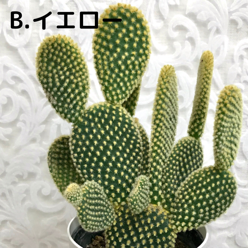 バニーカクタス ウサギのサボテン インテリア サボテン Brianography Com