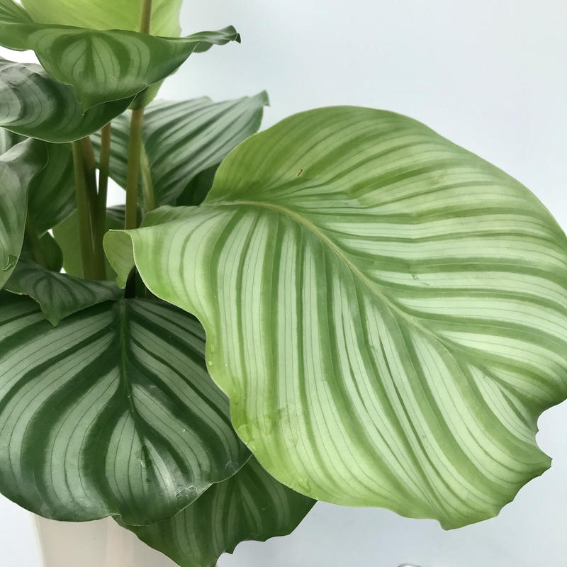 カラテア オルビフォリア ギフトにもおすすめ 6号 観葉植物 インテリア グリーン