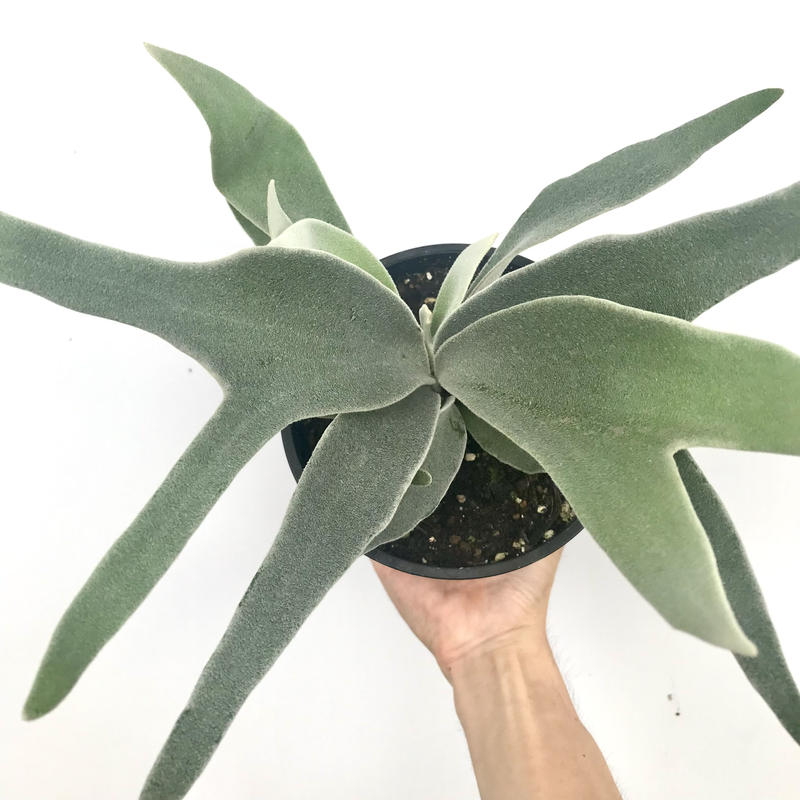 プラティケリウム ビーチー ビカクシダ コウモリラン 5号 人気 インテリア 観葉植物