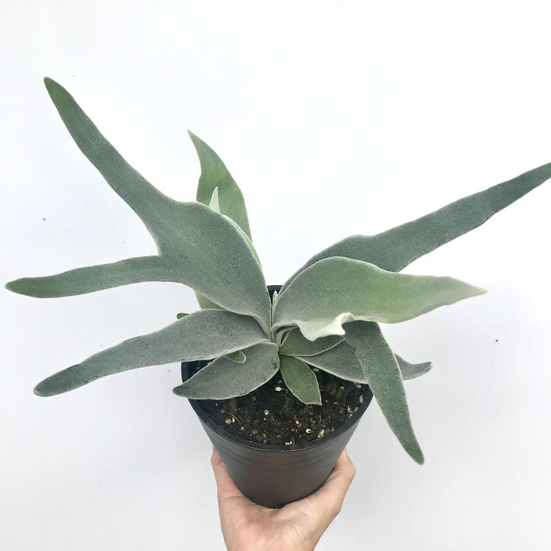 プラティケリウム ビーチー ビカクシダ コウモリラン 5号 人気 インテリア 観葉植物