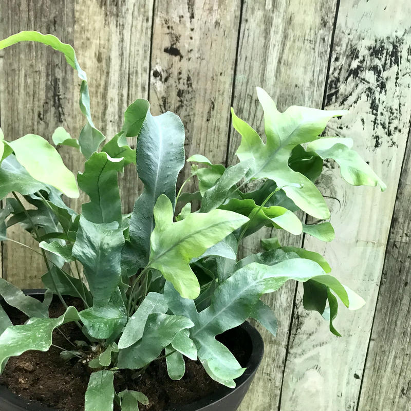 フレボディウム ブルースター ギフトにもおすすめ シダ植物 観葉植物 インテリア 父の