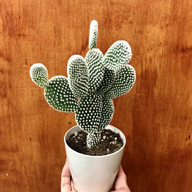 バニーカクタス ウサギのサボテン インテリア サボテン Brianography Com