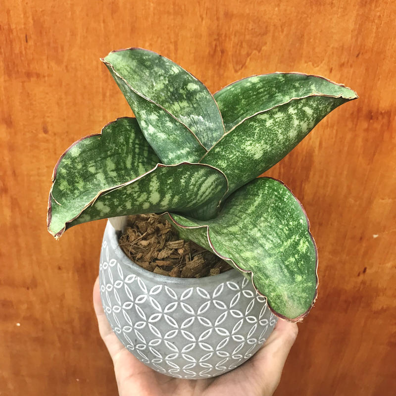 サンスベリア ドラゴンウィング 4 5号 インテリア 観葉植物 空気清浄 オシャレ ギフ