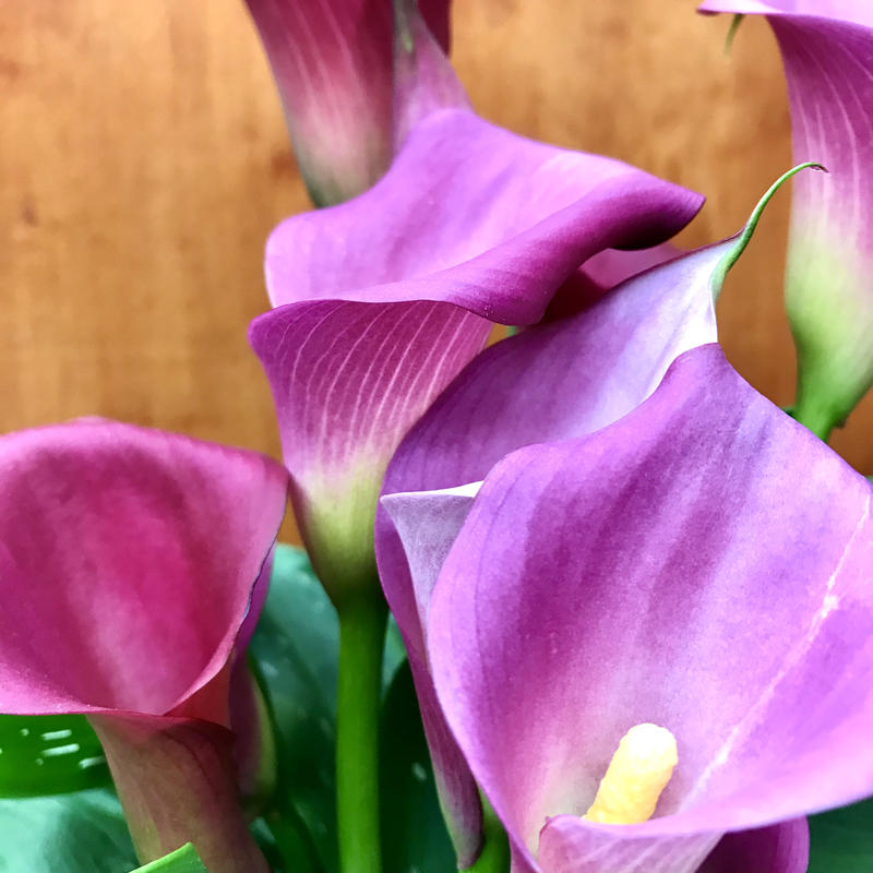 カラー キャプテンアンジェロ 5号 ピンク ギフト プレゼント Flowershop