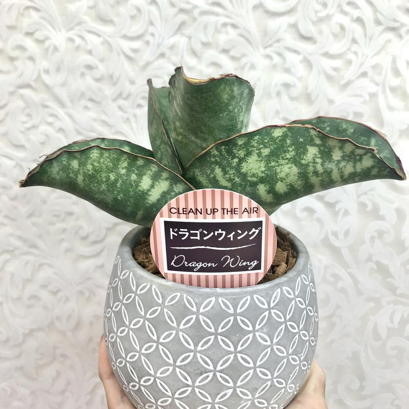 サンスベリア ドラゴンウィング 4 5号 インテリア 観葉植物 空気清浄 オシャレ ギフ