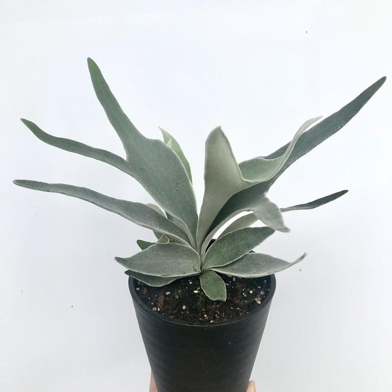 プラティケリウム ビーチー ビカクシダ コウモリラン 5号 人気 インテリア 観葉植物