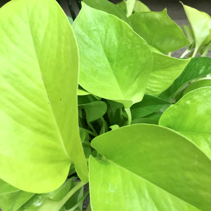 ポトス ライムライト 5号 インテリア 観葉植物 ツル性 吊り鉢 ハンギング ギフト