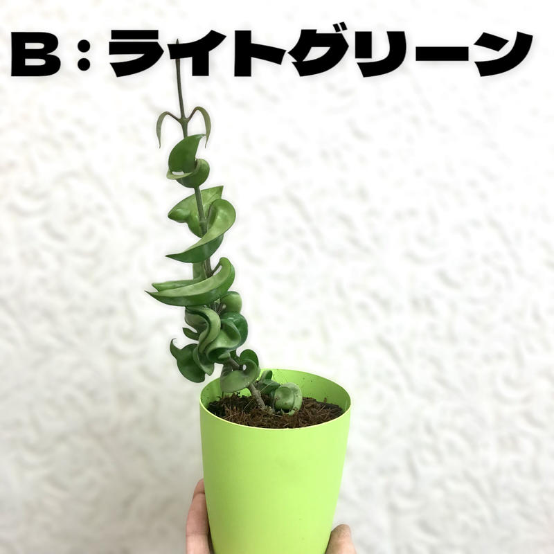 サクララン ホヤ カルノーサ コンパクタ 4号 インテリア オシャレ 観葉植物 くねくね