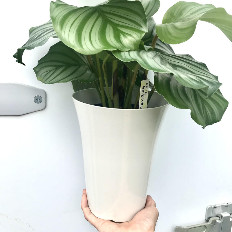カラテア オルビフォリア ギフトにもおすすめ 6号 観葉植物 インテリア グリーン