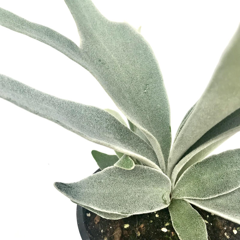 プラティケリウム ビーチー ビカクシダ コウモリラン 5号 人気 インテリア 観葉植物