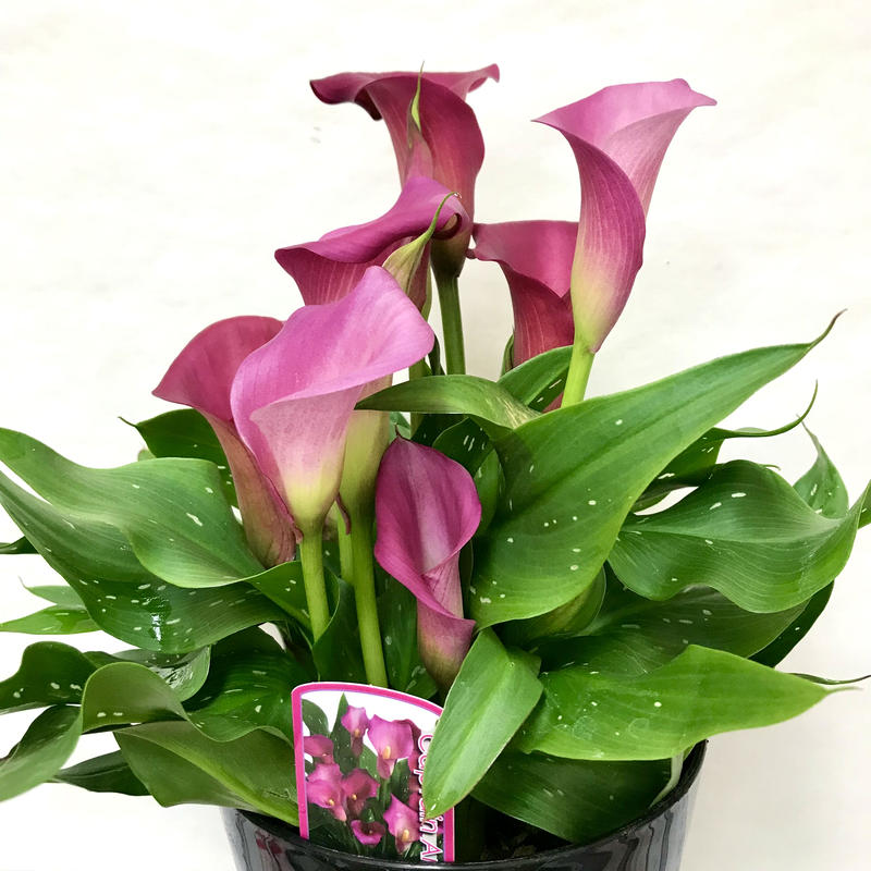 カラー キャプテンアンジェロ 5号 ピンク ギフト プレゼント Flowershop