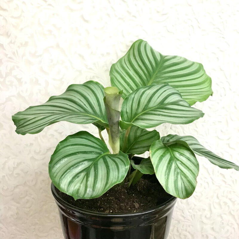 カラテア オルビフォリア 6号 Flowershop Ootsuki カラテア オルビフォリア 6号 Flowershop Ootsuki