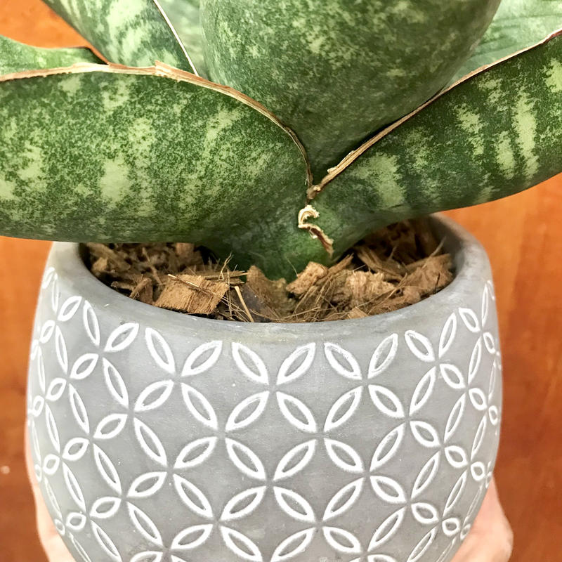 サンスベリア ドラゴンウィング 4 5号 インテリア 観葉植物 空気清浄 オシャレ ギフ