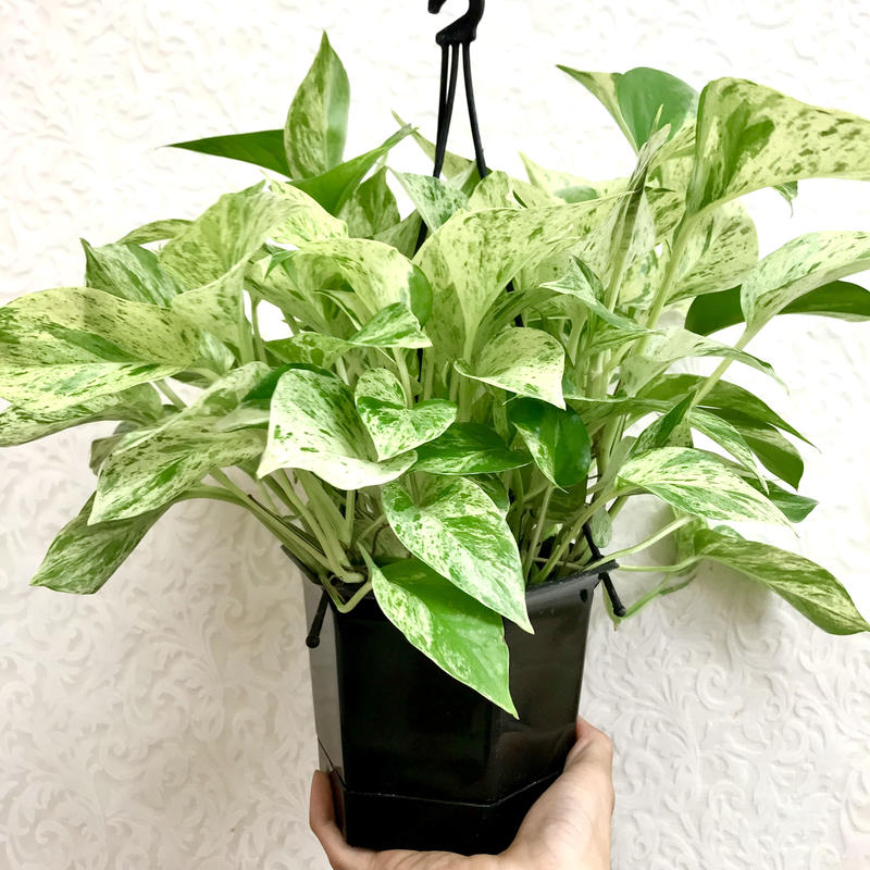 ポトス マーブルクイーン 5号 インテリア 観葉植物 ツル性 吊り鉢 ハンギング ギフ