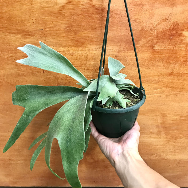 プラティケリウム ネザーランド 5号 ビカクシダ コウモリラン 人気 インテリア 観葉