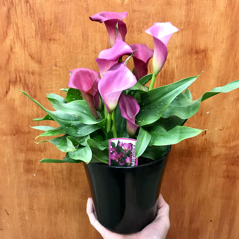 カラー キャプテンアンジェロ 5号 ピンク ギフト プレゼント Flowershop