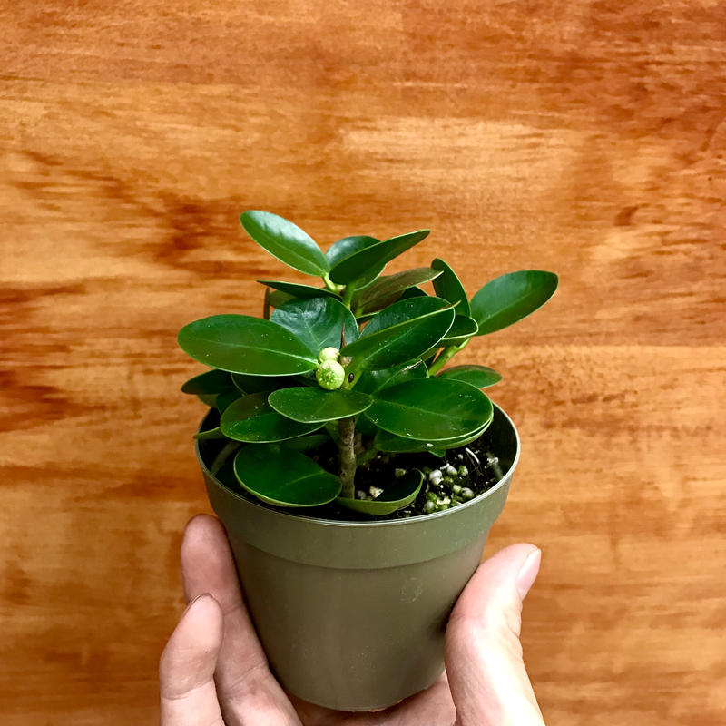 希少種 パンダガジュマル 3寸 Flowershop Otsuki