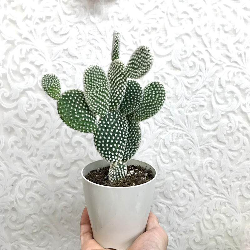 バニーカクタス ウサギのサボテン インテリア サボテン Brianography Com