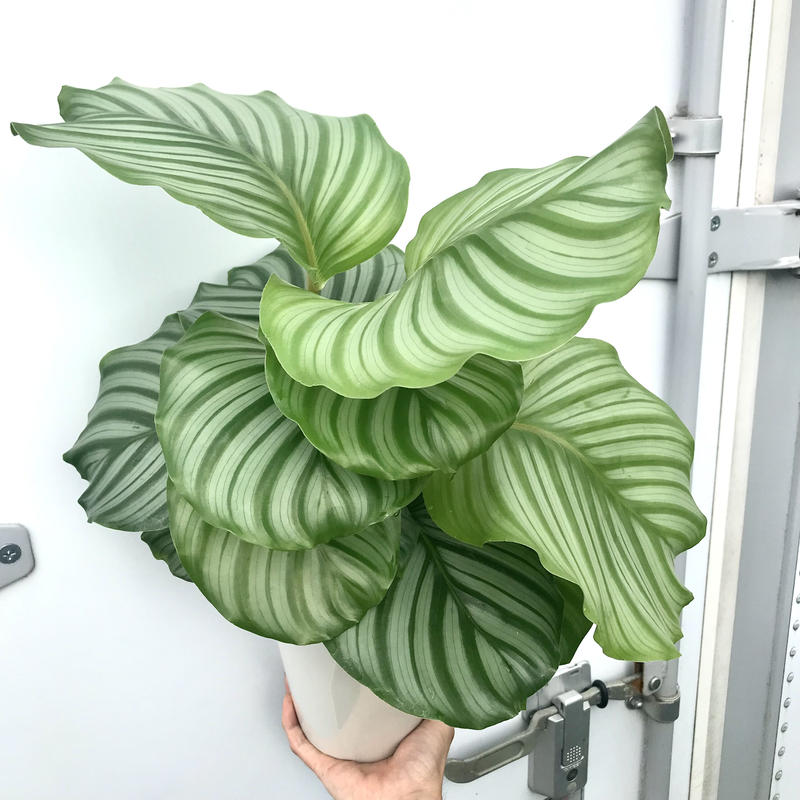 カラテア オルビフォリア ギフトにもおすすめ 6号 観葉植物 インテリア グリーン