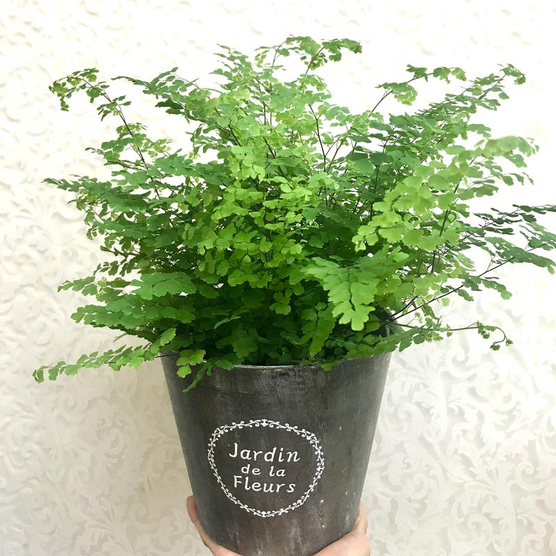 アジアンタム フレグランス 5号 鉢カバー付き 観葉植物 シダ インテリア 涼し気 爽