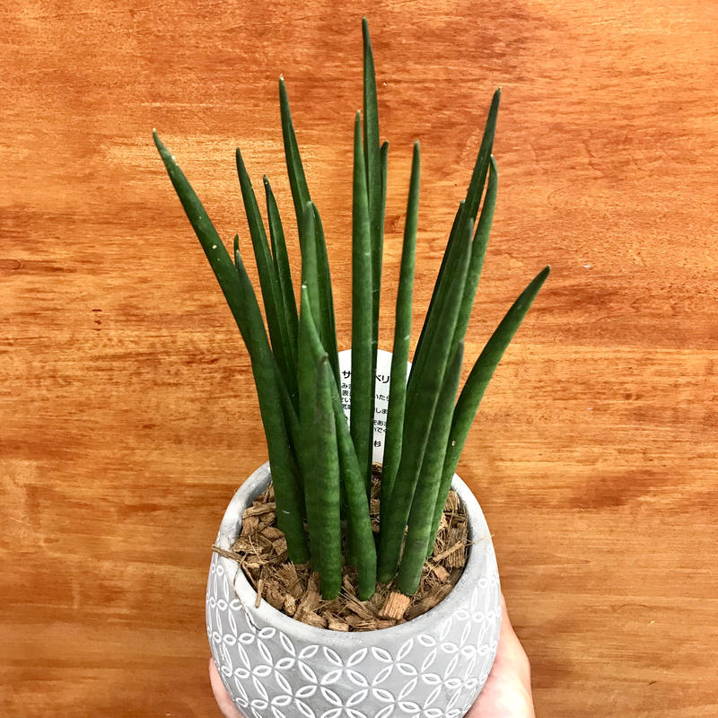 サンスベリア バキュラリス 4 5号 希少種 インテリア 観葉植物 空気清浄 オシャレ