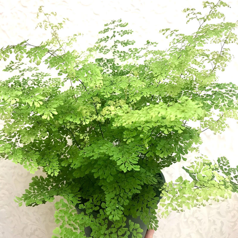 アジアンタム ミクロフィラム ギフトにもおすすめ 6号 レア 希少 鉢カバー アジアンタム ミクロフィラム ギフトにもおすすめ 6号 レア 希少 鉢カバー