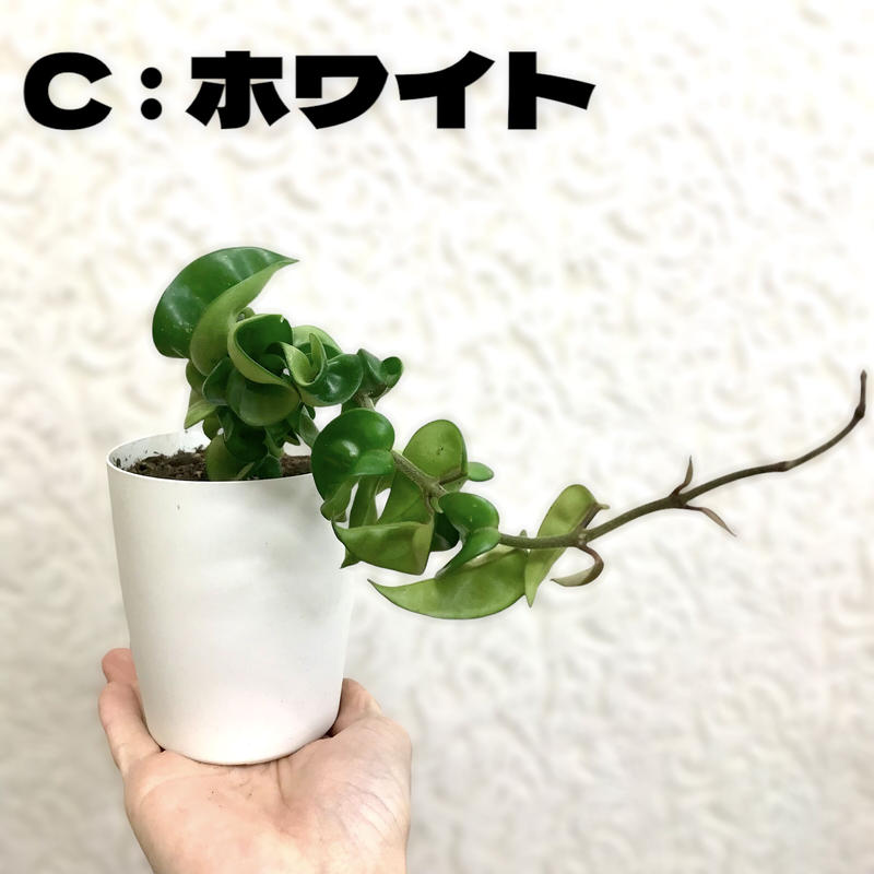 サクララン ホヤ カルノーサ コンパクタ 4号 インテリア オシャレ 観葉植物 くねくね