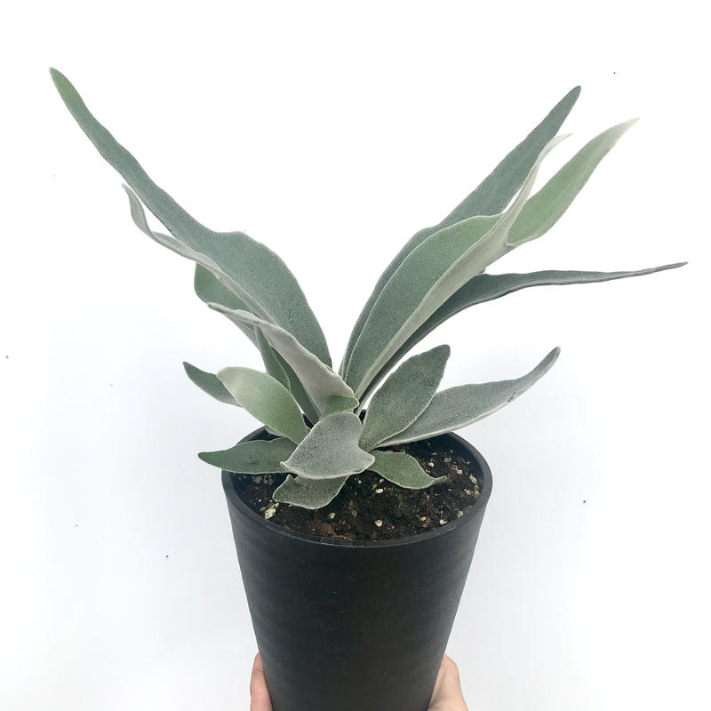 プラティケリウム ビーチー ビカクシダ コウモリラン 5号 人気 インテリア 観葉植物