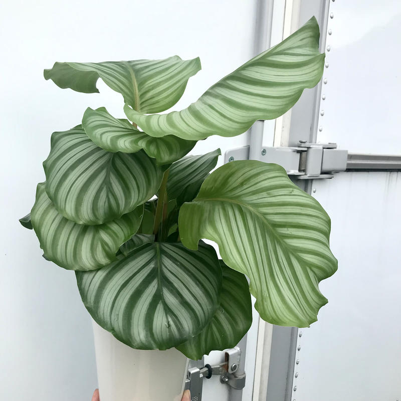 カラテア オルビフォリア ギフトにもおすすめ 6号 観葉植物 インテリア グリーン