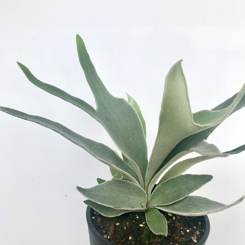 プラティケリウム ビーチー ビカクシダ コウモリラン 5号 人気 インテリア 観葉植物