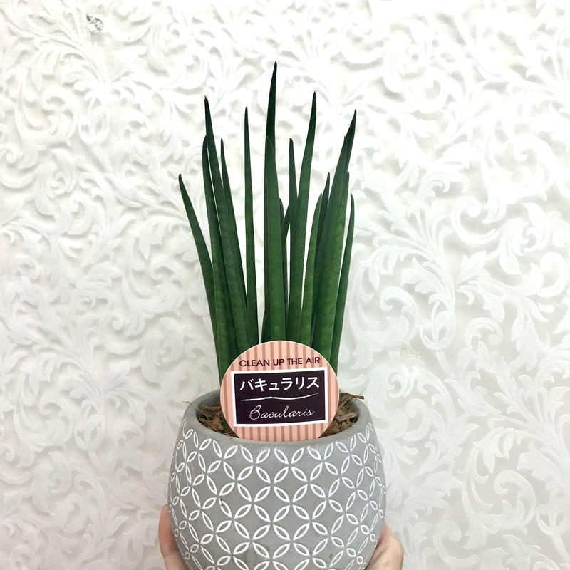 サンスベリア バキュラリス 4 5号 希少種 インテリア 観葉植物 空気清浄 オシャレ