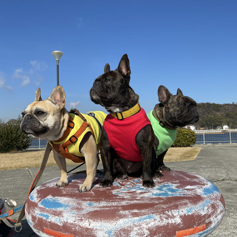 ネーム入り ブヒブヒ戦隊公式ユニフォーム Felicidadog