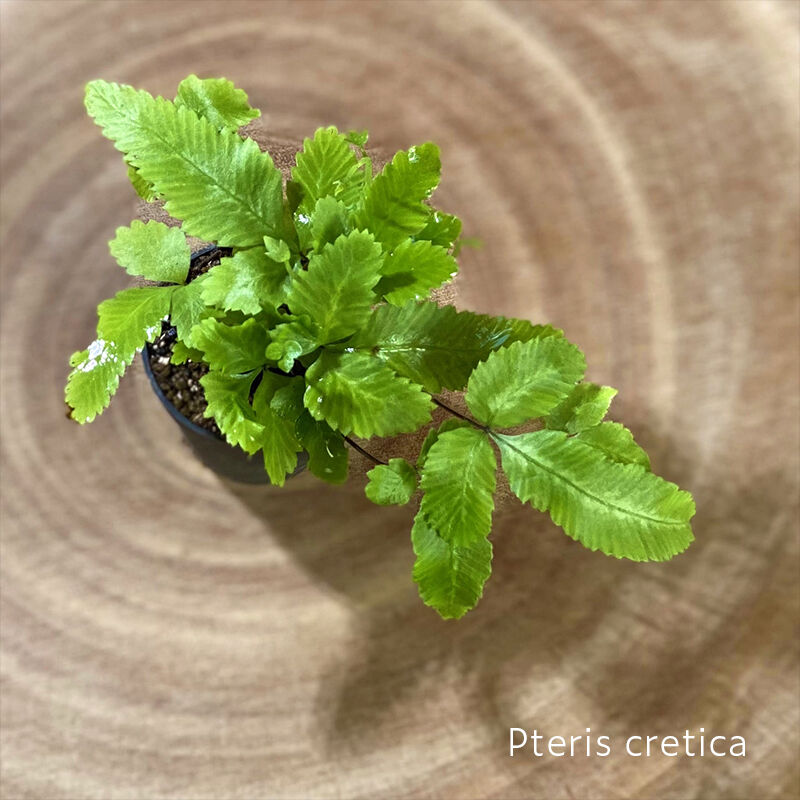 シダ植物 プテリス クレティカ 1ポット ミニサイズ Shida Design Onl
