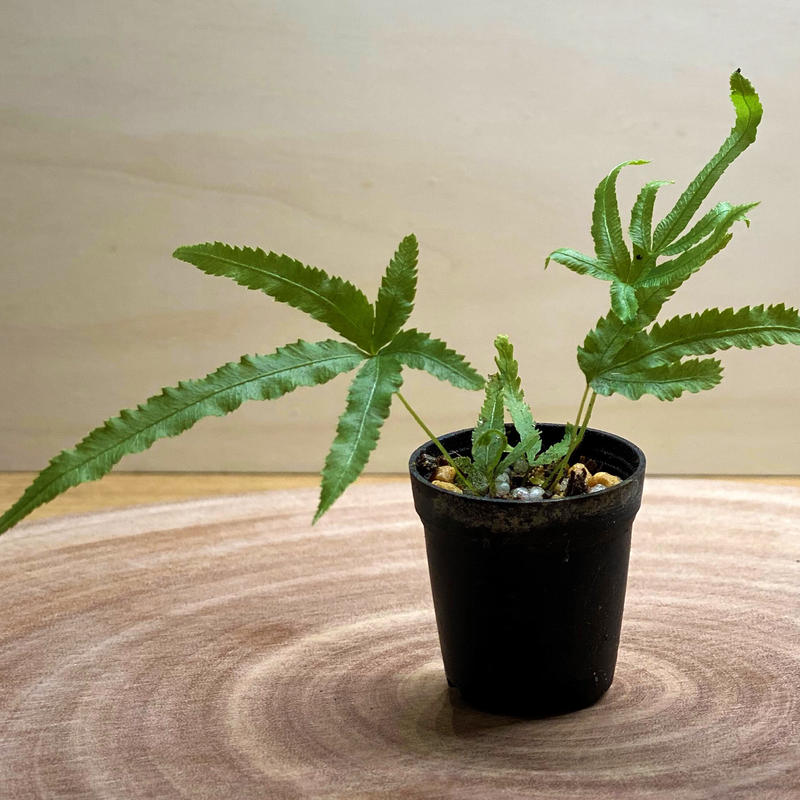 シダ植物 プテリス ムルチフィダ 1ポット ミニサイズ Shida Design