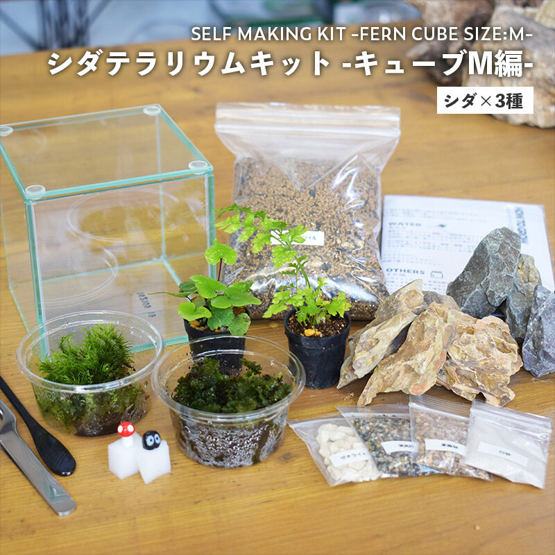 シダ3種 キット ガラスキューブm編 シダのテラリウム作成キット ツール付き Shida