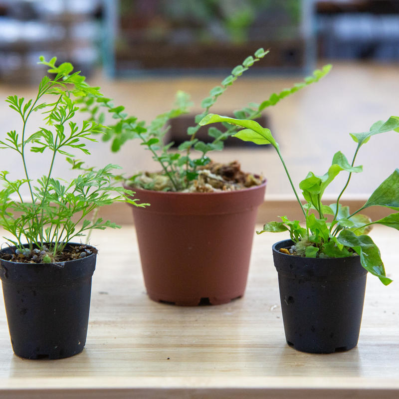 シダ植物 おまかせシダ3種セット ミニ3ポット Shida Design Online