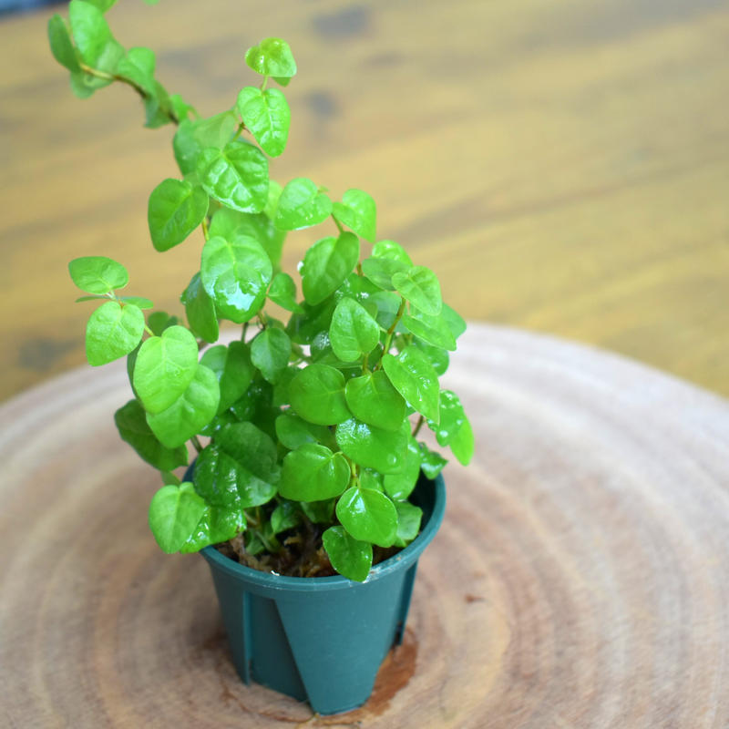 観葉植物 フィカス プミラ 1ポット 2号サイズ Shida Design Onl