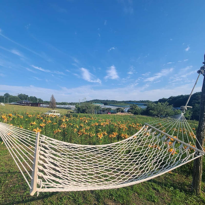 花の駅せら 22年度 春 夏 パスポート券 花の駅せら 世羅ゆり園