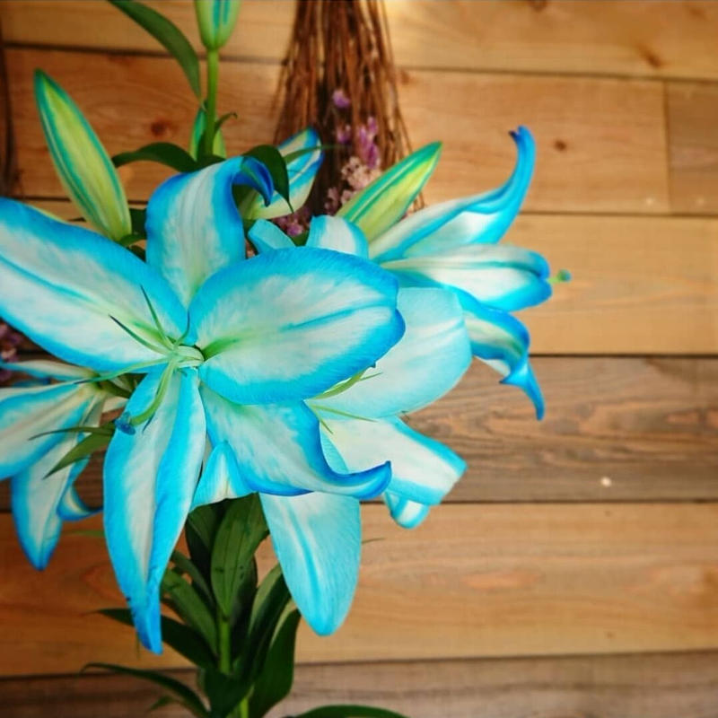 Blueカサブランカ 5本セット 花の駅せら 世羅ゆり園 Blueカサブランカ 5本セット 花の駅せら 世羅ゆり園