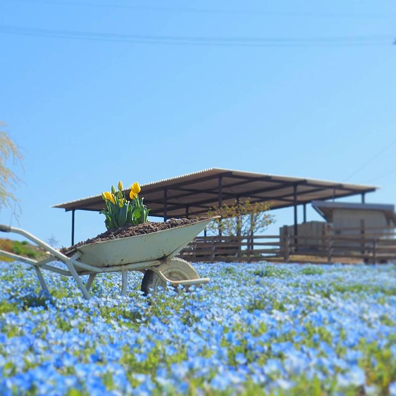花の駅せら 22年度 春 夏 パスポート券 花の駅せら 世羅ゆり園