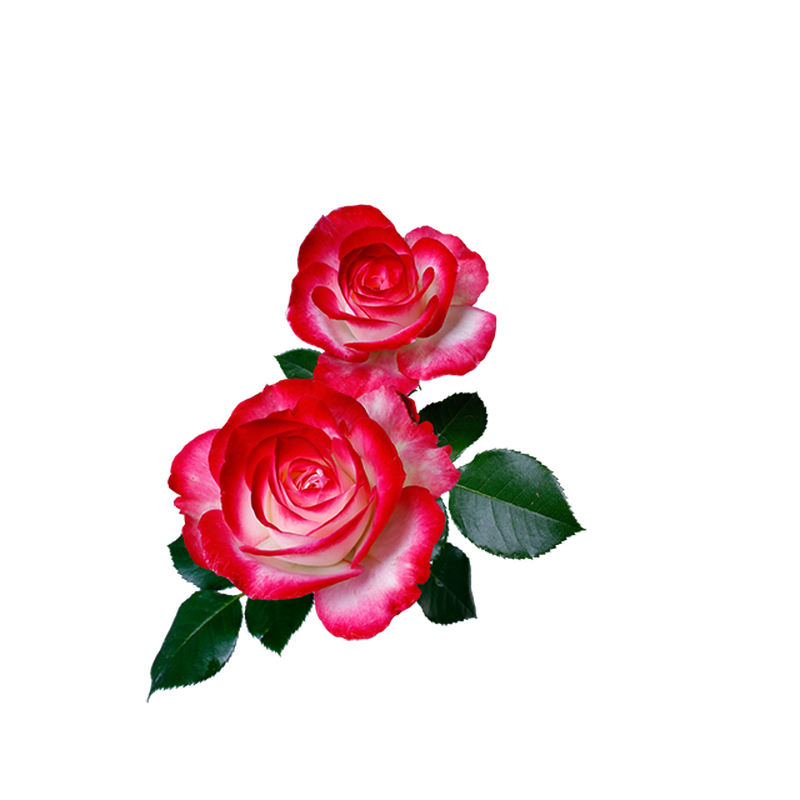 紅白バラ ジュビレ デュ プリンス ドゥ モナコ 透過画像png 05 Flower As 紅白バラ ジュビレ デュ プリンス ドゥ モナコ 透過画像png 05 Flower As