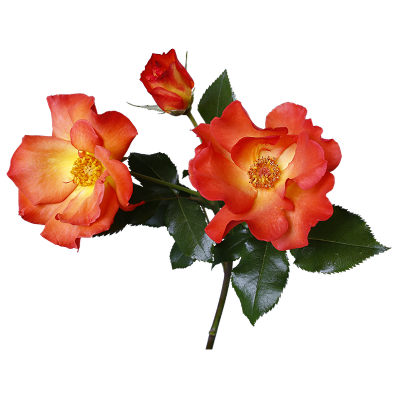 オレンジバラ 透過画像png 04 Flower Asset Store