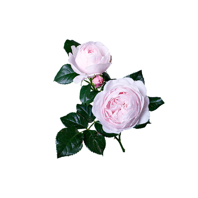 薄ピンクバラ ブライダルピアノ 透過画像png 02 Flower Asset Store