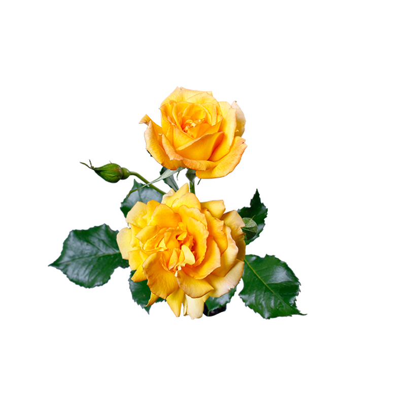 黄バラ 透過画像png 01 Flower Asset Store 黄バラ 透過画像png 01 Flower Asset Store