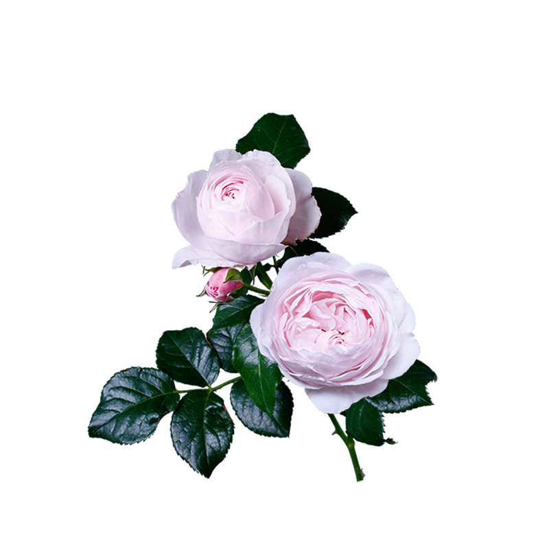 薄ピンクバラ ブライダルピアノ 透過画像png 01 Flower Asset Store