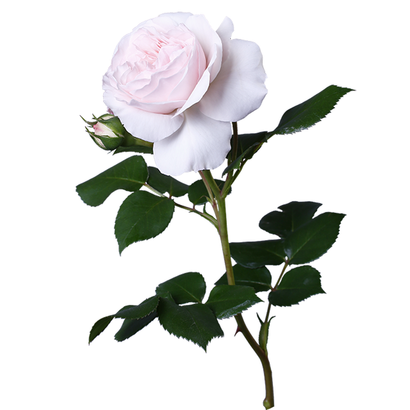 ミルキーピンクバラ 透過画像png 02 Flower Asset Store