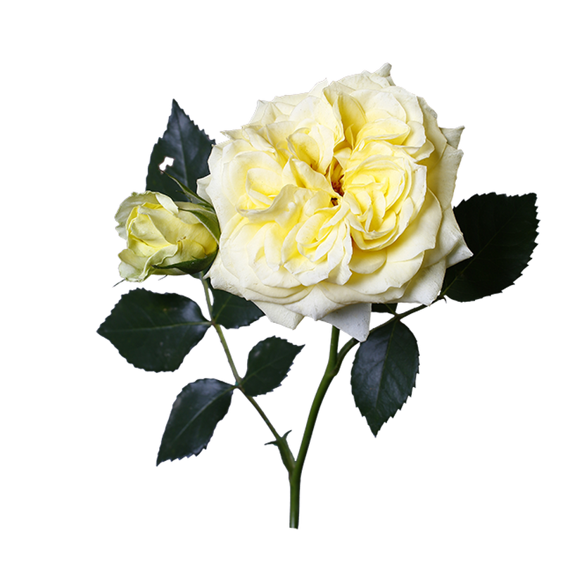 淡黄バラ 透過画像png 02 Flower Asset Store