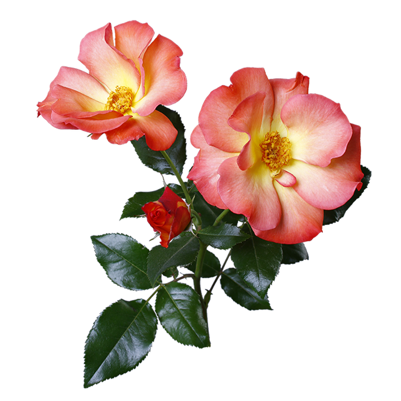 オレンジバラ 透過画像png 05 Flower Asset Store
