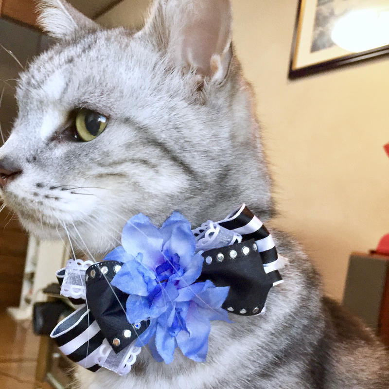 材料セット ペット用チョーカー カーテンタッセル デンファレ Crea